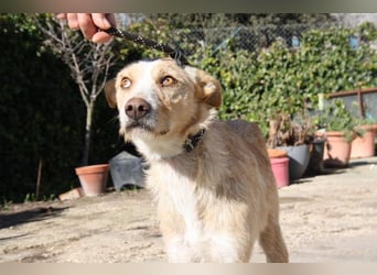 JENNY-bildschönes Mädchen wünscht sich ein tolles Für-immer-Zuhause