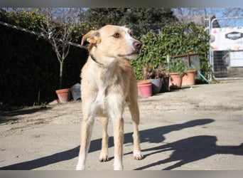 JENNY-bildschönes Mädchen wünscht sich ein tolles Für-immer-Zuhause