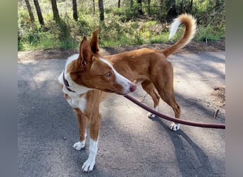 ELIO-verschmust, anhänglich, läuft wunderbar an der Leine und sucht sehnsüchtig Für-immer-Zuhause
