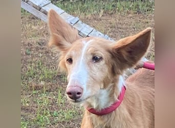 CHISPA- sucht ihr Zuhause, das ihr zum ersten Mal zeigt, wie es ist, geliebt und gesehen zu werden