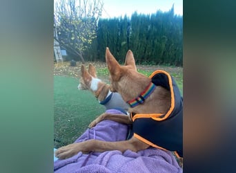 OREO-sein Wesen warm, sanft, zärtlich und voller Vertrauen. Jetzt fehlt nur sein liebevolles Zuhause