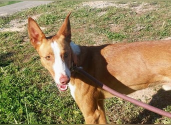 ELIO-verschmust, anhänglich, läuft wunderbar an der Leine und sucht sehnsüchtig Für-immer-Zuhause