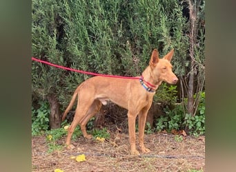 OREO-sein Wesen warm, sanft, zärtlich und voller Vertrauen. Jetzt fehlt nur sein liebevolles Zuhause