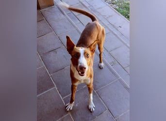 ELIO-verschmust, anhänglich, läuft wunderbar an der Leine und sucht sehnsüchtig Für-immer-Zuhause