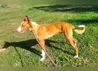 ELIO-verschmust, anhänglich, läuft wunderbar an der Leine und sucht sehnsüchtig Für-immer-Zuhause