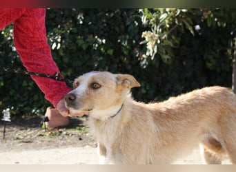 JENNY-bildschönes Mädchen wünscht sich ein tolles Für-immer-Zuhause