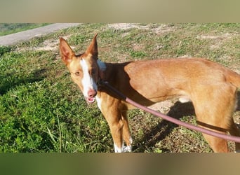 ELIO-verschmust, anhänglich, läuft wunderbar an der Leine und sucht sehnsüchtig Für-immer-Zuhause