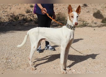 PALOMA-treuer, freundlicher Galgo bereit endlich in einem Zuhause anzukommen und geliebt zu werden