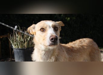 JENNY-bildschönes Mädchen wünscht sich ein tolles Für-immer-Zuhause