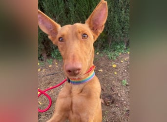 OREO-sein Wesen warm, sanft, zärtlich und voller Vertrauen. Jetzt fehlt nur sein liebevolles Zuhause