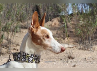 PALOMA-treuer, freundlicher Galgo bereit endlich in einem Zuhause anzukommen und geliebt zu werden