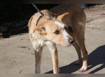 JENNY-bildschönes Mädchen wünscht sich ein tolles Für-immer-Zuhause