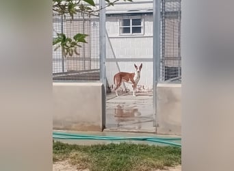 VIOLETA - Sanftmut hat einen Namen- Verzaubert sie auch ihre neue Für-immer-Familie?