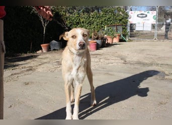 JENNY-bildschönes Mädchen wünscht sich ein tolles Für-immer-Zuhause