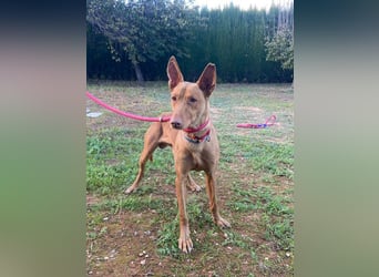 OREO-sein Wesen warm, sanft, zärtlich und voller Vertrauen. Jetzt fehlt nur sein liebevolles Zuhause