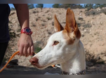 PALOMA-treuer, freundlicher Galgo bereit endlich in einem Zuhause anzukommen und geliebt zu werden