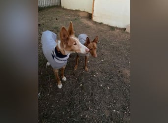 CHISPA- sucht ihr Zuhause, das ihr zum ersten Mal zeigt, wie es ist, geliebt und gesehen zu werden