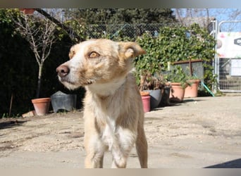 JENNY-bildschönes Mädchen wünscht sich ein tolles Für-immer-Zuhause