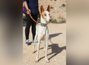 PALOMA-treuer, freundlicher Galgo bereit endlich in einem Zuhause anzukommen und geliebt zu werden