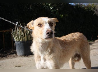 JENNY-bildschönes Mädchen wünscht sich ein tolles Für-immer-Zuhause