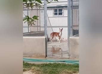 VIOLETA - Sanftmut hat einen Namen- Verzaubert sie auch ihre neue Für-immer-Familie?
