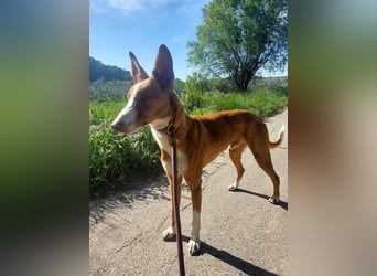 ELIO-verschmust, anhänglich, läuft wunderbar an der Leine und sucht sehnsüchtig Für-immer-Zuhause