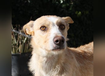 JENNY-bildschönes Mädchen wünscht sich ein tolles Für-immer-Zuhause