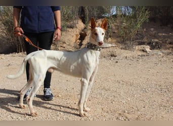 PALOMA-treuer, freundlicher Galgo bereit endlich in einem Zuhause anzukommen und geliebt zu werden