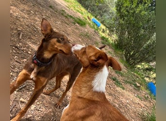 ELIO-verschmust, anhänglich, läuft wunderbar an der Leine und sucht sehnsüchtig Für-immer-Zuhause