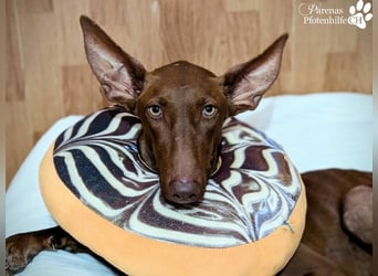 Podenco Mischling Kenio ist freundlich  und ausgeglichen, anfangs unsicher