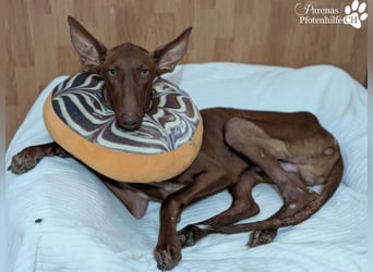 Podenco Mischling Kenio ist freundlich  und ausgeglichen, anfangs unsicher
