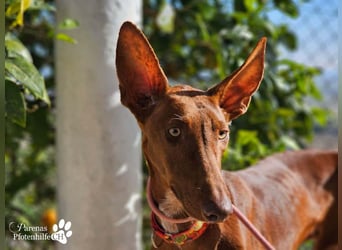 Podenco Mischling Kenio ist freundlich  und ausgeglichen, anfangs unsicher