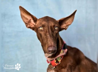 Podenco Mischling Kenio ist freundlich  und ausgeglichen, anfangs unsicher