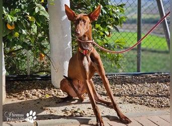 Podenco Mischling Kenio ist freundlich  und ausgeglichen, anfangs unsicher