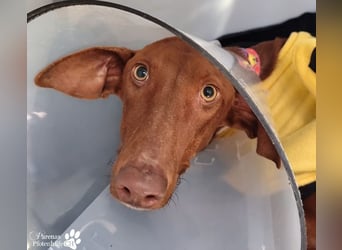 Podenco Mischling Kenio ist freundlich  und ausgeglichen, anfangs unsicher