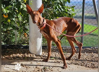 Podenco Mischling Kenio ist freundlich  und ausgeglichen, anfangs unsicher