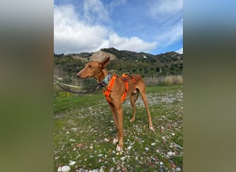 Arun (Spanien)  – ein wunderschöner Podenco – sucht seine Familie