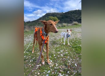 Arun (Spanien)  – ein wunderschöner Podenco – sucht seine Familie