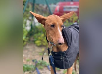 Arun (Spanien)  – ein wunderschöner Podenco – sucht seine Familie