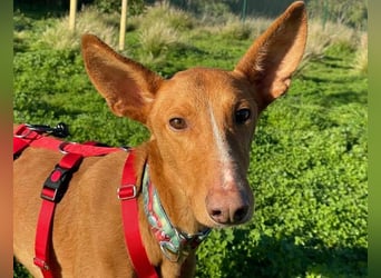 Arun (Spanien)  – ein wunderschöner Podenco – sucht seine Familie