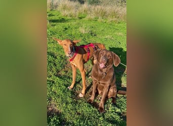 Arun (Spanien)  – ein wunderschöner Podenco – sucht seine Familie