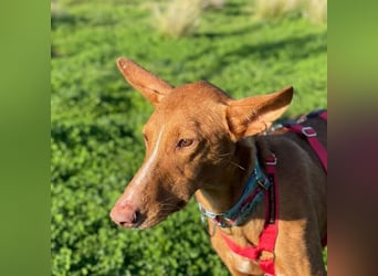 Arun (Spanien)  – ein wunderschöner Podenco – sucht seine Familie