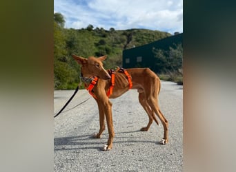 Arun (Spanien)  – ein wunderschöner Podenco – sucht seine Familie