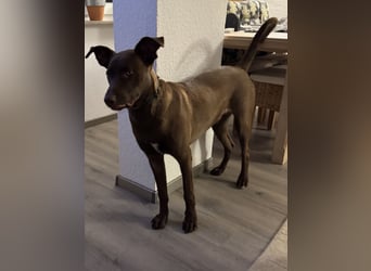 Powerpaket Sarotti sucht sein Zuhause