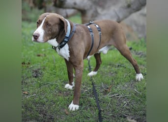 CHICO wartet auf seine Menschen