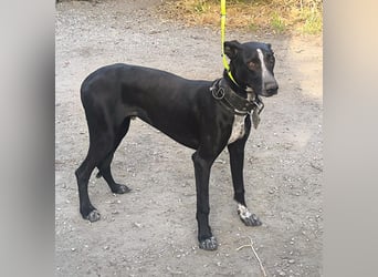 Marlon wartet auf seine Menschen Marlon wartet auf seine Menschen