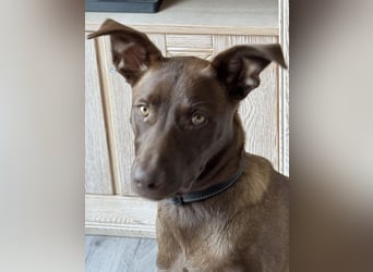 Powerpaket Sarotti sucht sein Zuhause