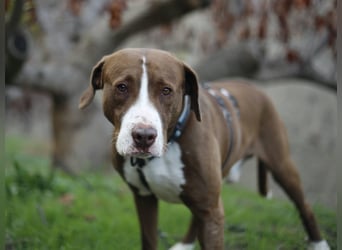 Chico wartet auf seine Menschen