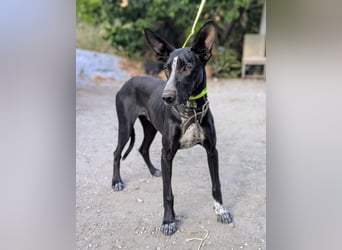 Marlon wartet auf seine Menschen Marlon wartet auf seine Menschen