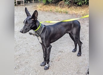 Marlon wartet auf seine Menschen Marlon wartet auf seine Menschen